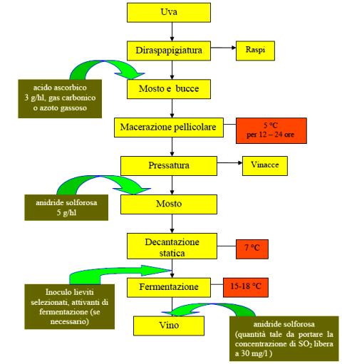 Schema della vinificazione con criomacerazione criomacerazione